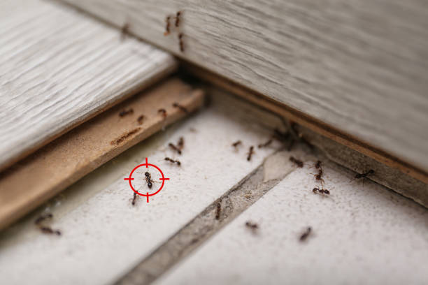 Insect Control in Ellicott, CO
