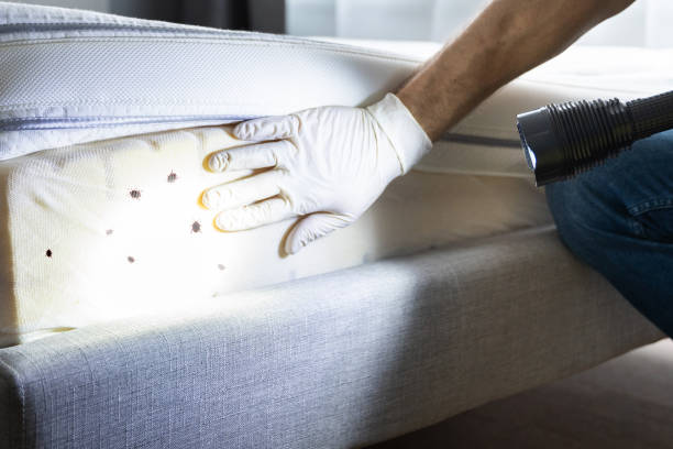 Best Cockroach Control Services  in Ellitt, CO
