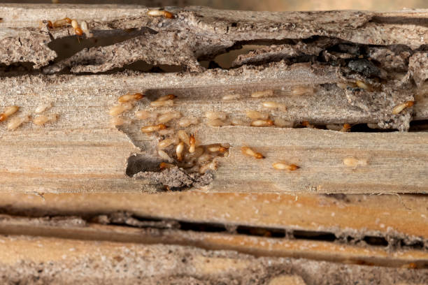 Best Termite Control Services  in Ellitt, CO